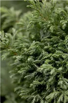 Chamaecyparis pisifera 'Boulevard' - Kleine Silberzypresse 'Boulevard'