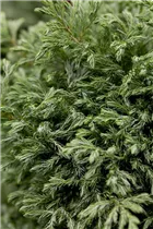 Chamaecyparis pisifera 'Boulevard' - Kleine Silberzypresse 'Boulevard'