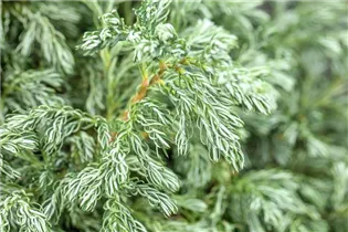 Chamaecyparis pisifera 'Boulevard' - Kleine Silberzypresse 'Boulevard'