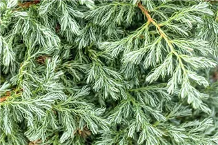 Chamaecyparis pisifera 'Boulevard' - Kleine Silberzypresse 'Boulevard'