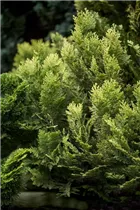 Chamaecyparis lawsoniana 'Minima Aurea' - Gelbe Kissenzypresse 'Minima Aurea'