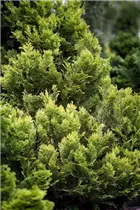 Chamaecyparis lawsoniana 'Minima Aurea' - Gelbe Kissenzypresse 'Minima Aurea'