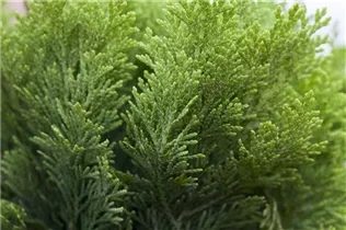 Chamaecyparis lawsoniana 'Minima Aurea' - Gelbe Kissenzypresse 'Minima Aurea'