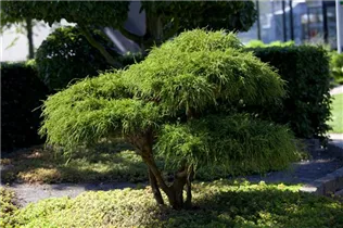 Chamaecyparis pisifera 'Filifera' - Fadenzypresse 'Filifera' Chamaecyparis pisifera 'Filifera' - Fadenzypresse 'Filifera'