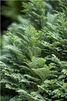 Chamaecyparis lawsoniana 'Minima Glauca' - Blaue Kissenzypresse 'Minima Glauca'