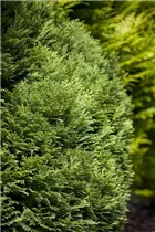 Chamaecyparis lawsoniana 'Minima Glauca' - Blaue Kissenzypresse 'Minima Glauca'