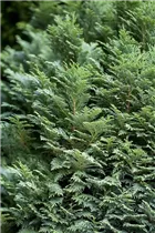 Chamaecyparis lawsoniana 'Minima Glauca' - Blaue Kissenzypresse 'Minima Glauca'