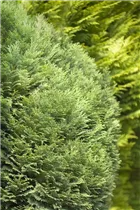 Chamaecyparis lawsoniana 'Minima Glauca' - Blaue Kissenzypresse 'Minima Glauca'