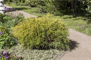 Chamaecyparis pisifera 'Filifera Aurea Nana' - Gelbe Fadenzypresse 'Filifera Aurea Nana' Chamaecyparis pisifera 'Filifera Aurea Nana' - Gelbe Fadenzypresse 'Filifera Aurea Nana'