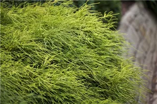 Chamaecyparis pisifera 'Filifera Nana' - Grüne Fadenzypresse 'Filifera Nana'