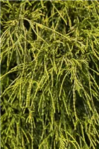 Chamaecyparis pisifera 'Filifera Nana' - Grüne Fadenzypresse 'Filifera Nana'