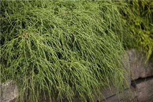 Chamaecyparis pisifera 'Filifera Nana' - Grüne Fadenzypresse 'Filifera Nana'