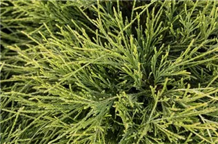 Chamaecyparis pisifera 'Filifera Nana' - Grüne Fadenzypresse 'Filifera Nana'