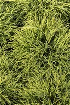 Chamaecyparis pisifera 'Filifera Nana' - Grüne Fadenzypresse 'Filifera Nana'