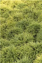 Chamaecyparis pisifera 'Filifera Nana' - Grüne Fadenzypresse 'Filifera Nana'