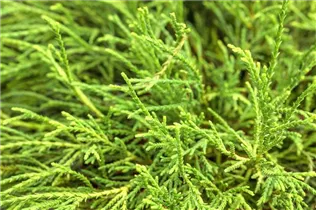 Chamaecyparis pisifera 'Filifera Nana' - Grüne Fadenzypresse 'Filifera Nana'