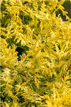 Chamaecyparis pisifera 'Gold Spangle' - Fadenzypresse 'Gold Spangle'