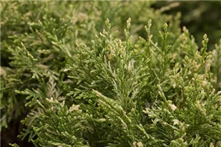 Chamaecyparis lawsoniana 'Pearly Swirls'® - Gartenzypresse 'Pearly Swirls'®