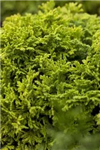 Chamaecyparis pisifera 'Golden Pincushion' - Fadenzypresse 'Golden Pincushion'