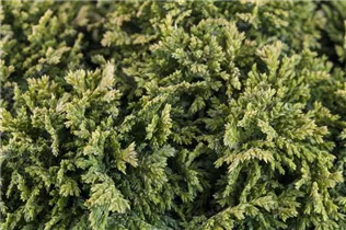 Chamaecyparis pisifera 'Golden Pincushion' - Fadenzypresse 'Golden Pincushion'