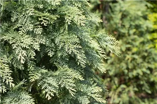 Chamaecyparis lawsoniana 'Pembury Blue' - Blaue Gartenzypresse 'Pembury Blue'