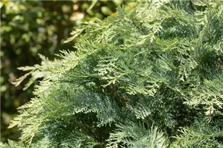 Chamaecyparis lawsoniana 'Pembury Blue' - Blaue Gartenzypresse 'Pembury Blue'