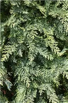 Chamaecyparis lawsoniana 'Pembury Blue' - Blaue Gartenzypresse 'Pembury Blue'