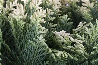 Chamaecyparis lawsoniana 'Pygmaea Argentea' - Gartenzypresse 'Pygmaea Argentea'