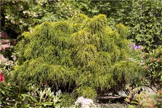 Chamaecyparis pisifera 'Nana' - Zwerg-Mooszypresse 'Nana' Chamaecyparis pisifera 'Nana' - Zwerg-Mooszypresse 'Nana'