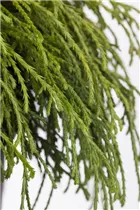 Chamaecyparis pisifera 'Nana' - Zwerg-Mooszypresse 'Nana' Chamaecyparis pisifera 'Nana' - Zwerg-Mooszypresse 'Nana'