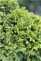 Chamaecyparis pisifera 'Nana' - Zwerg-Mooszypresse 'Nana' Chamaecyparis pisifera 'Nana' - Zwerg-Mooszypresse 'Nana'