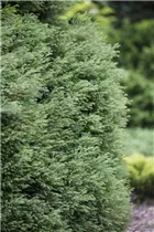 Chamaecyparis pisifera 'Plumosa' - Mooszypresse 'Plumosa'