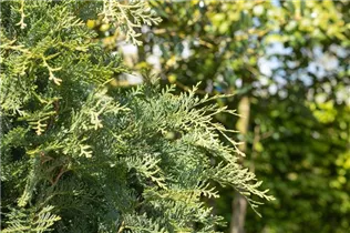 Chamaecyparis lawsoniana 'Silberstar' - Gartenzypresse 'Silberstar'