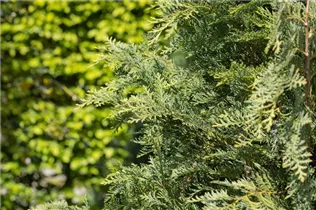 Chamaecyparis lawsoniana 'Silberstar' - Gartenzypresse 'Silberstar'