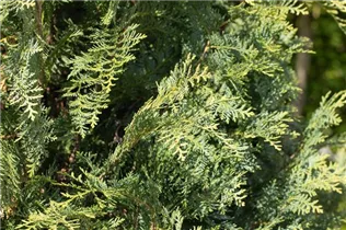 Chamaecyparis lawsoniana 'Silberstar' - Gartenzypresse 'Silberstar'