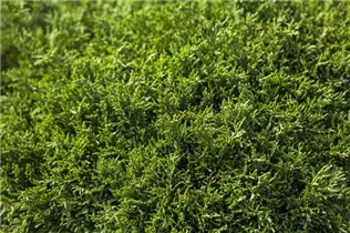 Chamaecyparis pisifera 'Plumosa Aurea Nana' - Gelbe Zwerg-Mooszypresse 'Plumosa Nana Aurea'