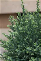 Chamaecyparis lawsoniana 'Snow White'® - Gartenzypresse 'Snow White'® Chamaecyparis lawsoniana 'Snow White'® - Gartenzypresse 'Snow White'®