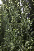 Chamaecyparis lawsoniana 'Snow White'® - Gartenzypresse 'Snow White'® Chamaecyparis lawsoniana 'Snow White'® - Gartenzypresse 'Snow White'®