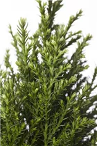 Chamaecyparis lawsoniana 'Snow White'® - Gartenzypresse 'Snow White'® Chamaecyparis lawsoniana 'Snow White'® - Gartenzypresse 'Snow White'®