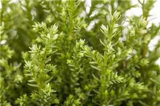 Chamaecyparis lawsoniana 'Snow White'® - Gartenzypresse 'Snow White'® Chamaecyparis lawsoniana 'Snow White'® - Gartenzypresse 'Snow White'®