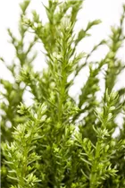 Chamaecyparis lawsoniana 'Snow White'® - Gartenzypresse 'Snow White'® Chamaecyparis lawsoniana 'Snow White'® - Gartenzypresse 'Snow White'®