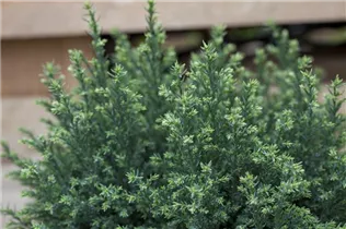 Chamaecyparis lawsoniana 'Snow White'® - Gartenzypresse 'Snow White'® Chamaecyparis lawsoniana 'Snow White'® - Gartenzypresse 'Snow White'®