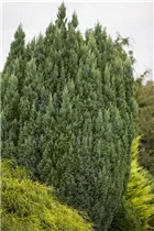 Chamaecyparis lawsoniana 'Snow White'® - Gartenzypresse 'Snow White'® Chamaecyparis lawsoniana 'Snow White'® - Gartenzypresse 'Snow White'®