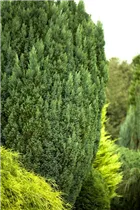Chamaecyparis lawsoniana 'Snow White'® - Gartenzypresse 'Snow White'® Chamaecyparis lawsoniana 'Snow White'® - Gartenzypresse 'Snow White'®