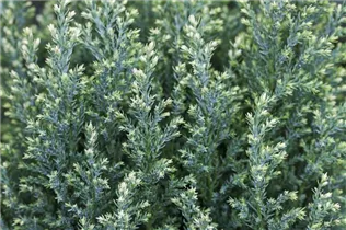 Chamaecyparis lawsoniana 'Snow White'® - Gartenzypresse 'Snow White'® Chamaecyparis lawsoniana 'Snow White'® - Gartenzypresse 'Snow White'®