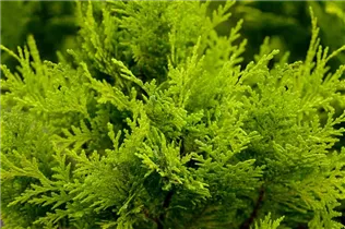 Chamaecyparis lawsoniana 'Stardust' - Gartenzypresse 'Stardust'