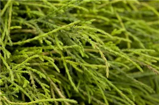 Chamaecyparis pisifera 'Sungold' - Gelbe Fadenzypresse 'Sungold' Chamaecyparis pisifera 'Sungold' - Gelbe Fadenzypresse 'Sungold'