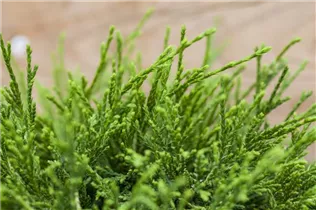 Chamaecyparis pisifera 'Sungold' - Gelbe Fadenzypresse 'Sungold' Chamaecyparis pisifera 'Sungold' - Gelbe Fadenzypresse 'Sungold'