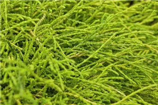 Chamaecyparis pisifera 'Sungold' - Gelbe Fadenzypresse 'Sungold' Chamaecyparis pisifera 'Sungold' - Gelbe Fadenzypresse 'Sungold'