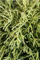 Chamaecyparis pisifera 'Sungold' - Gelbe Fadenzypresse 'Sungold' Chamaecyparis pisifera 'Sungold' - Gelbe Fadenzypresse 'Sungold'
